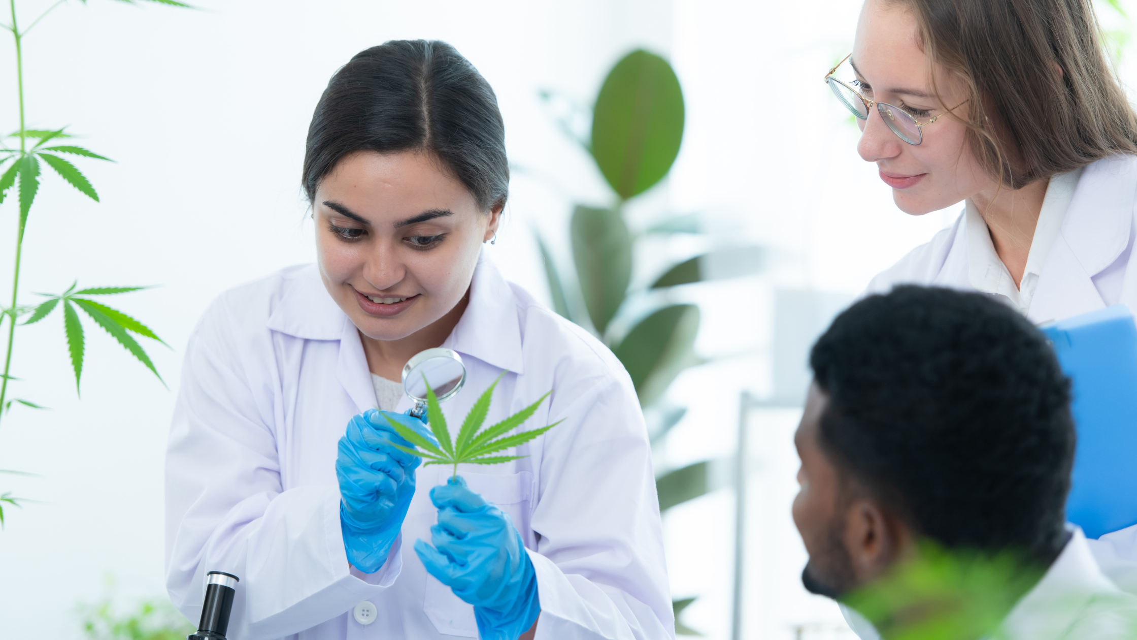 Growing Minds in Bloom: The Future of Cannabis Education in Florida