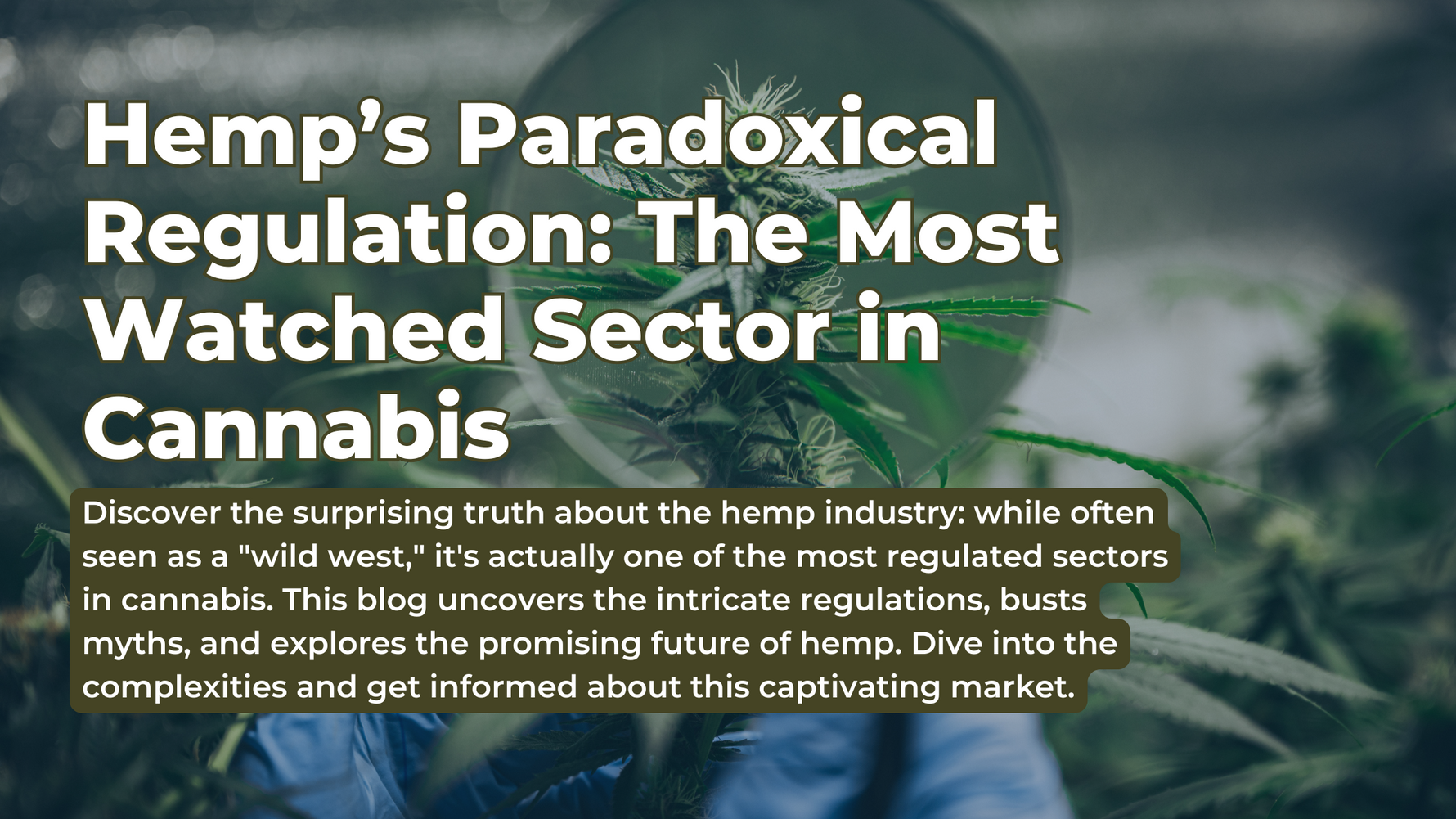 Hemp's Paradoxical Regulation: The Most Watched Sector in Cannabis