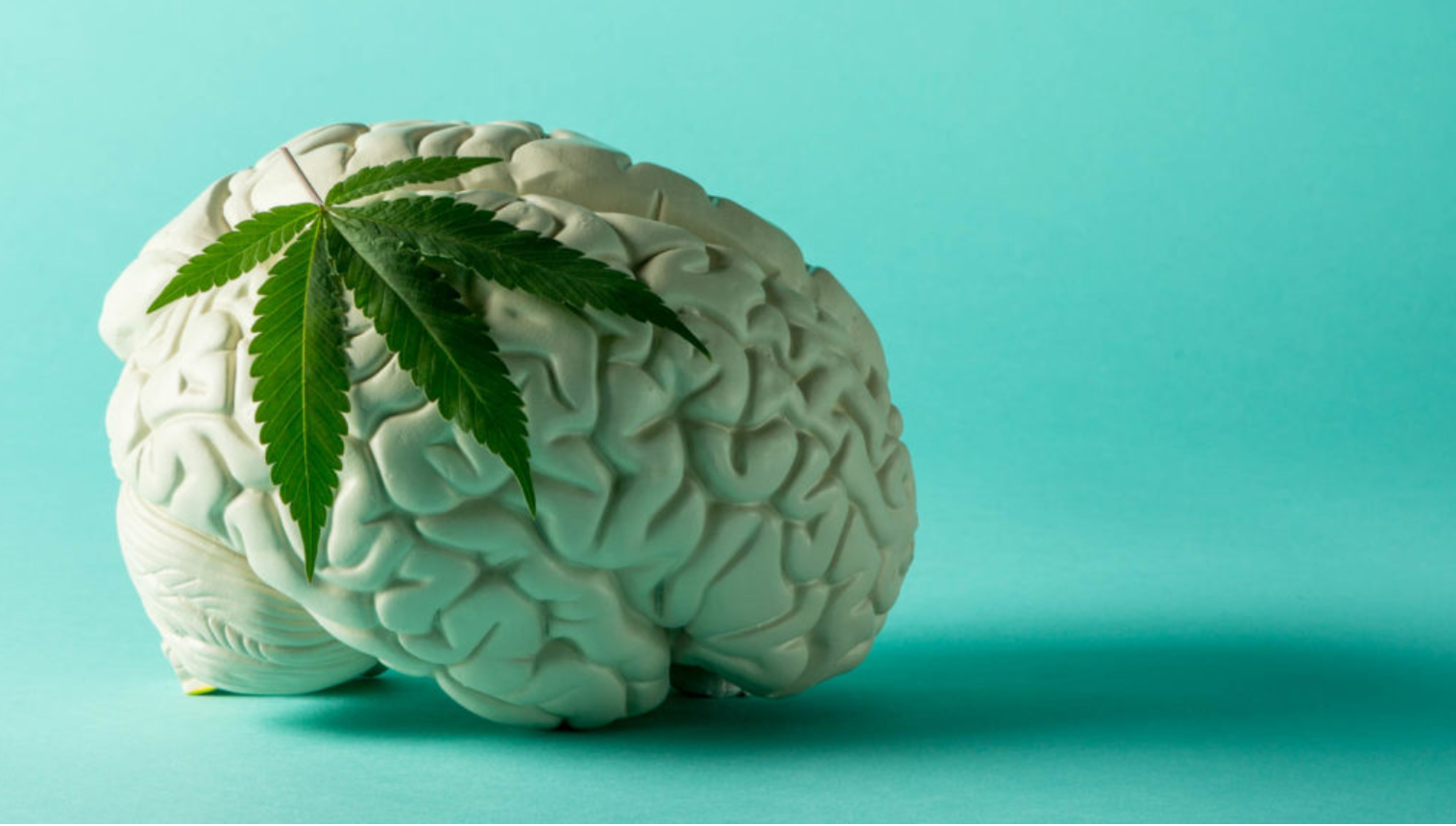 Debunking the Myth: Hemp Kills Brain Cells